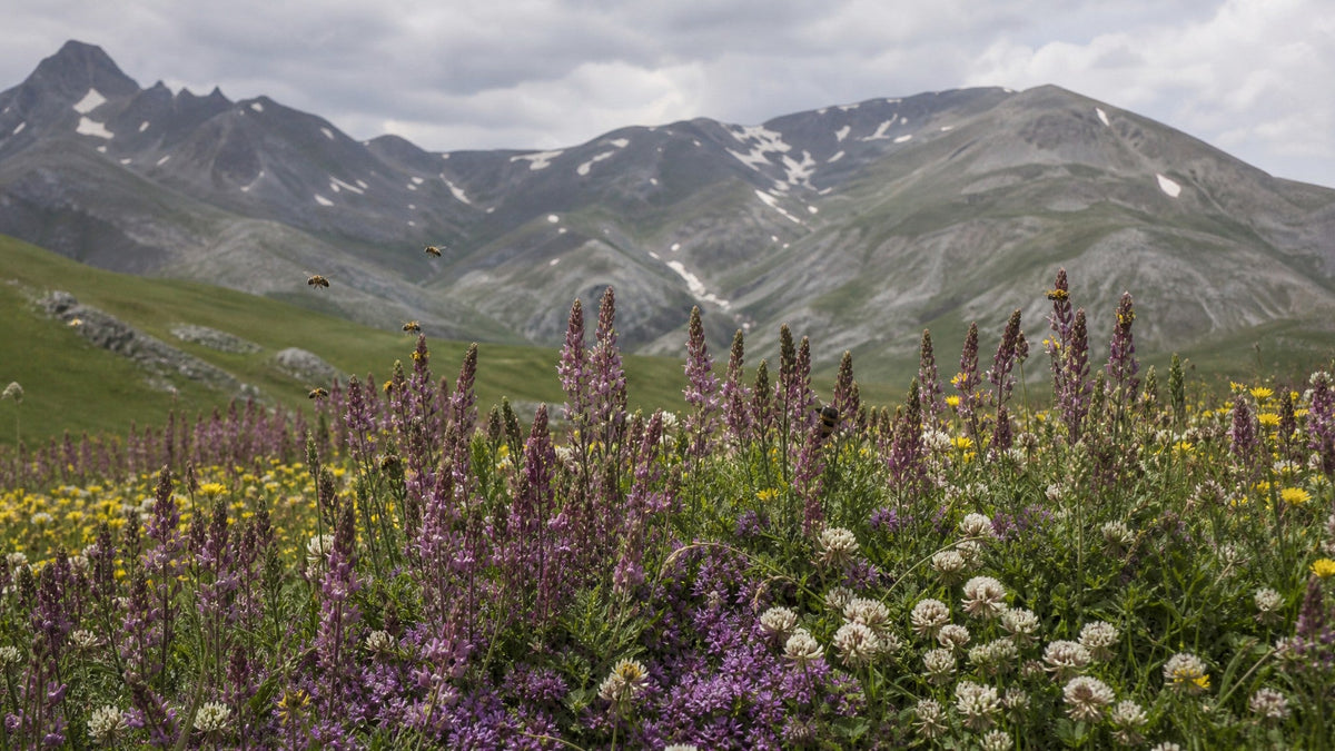 Six weeks above 2,000 metres