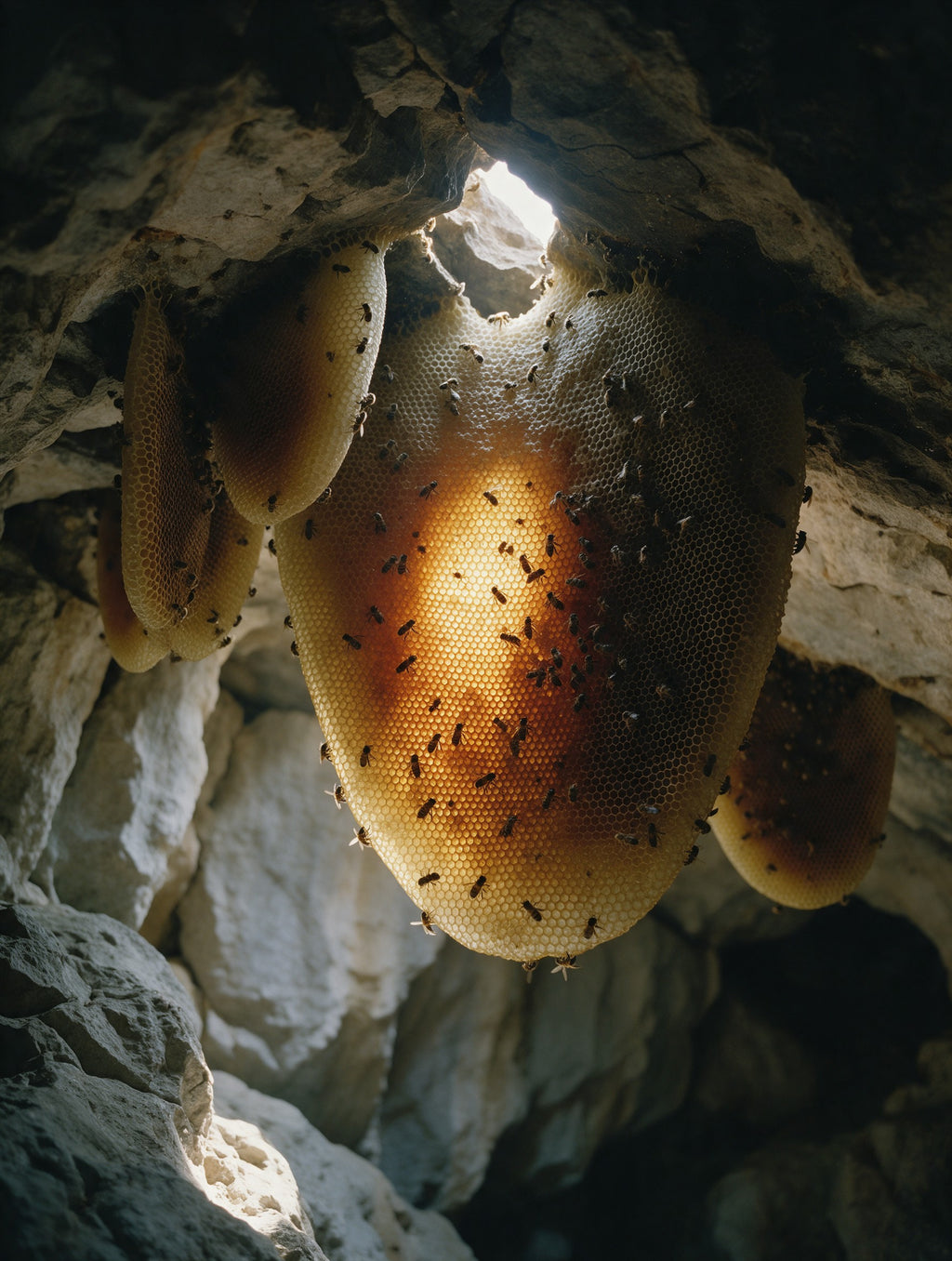 Cave Honey · Lal Anatolia