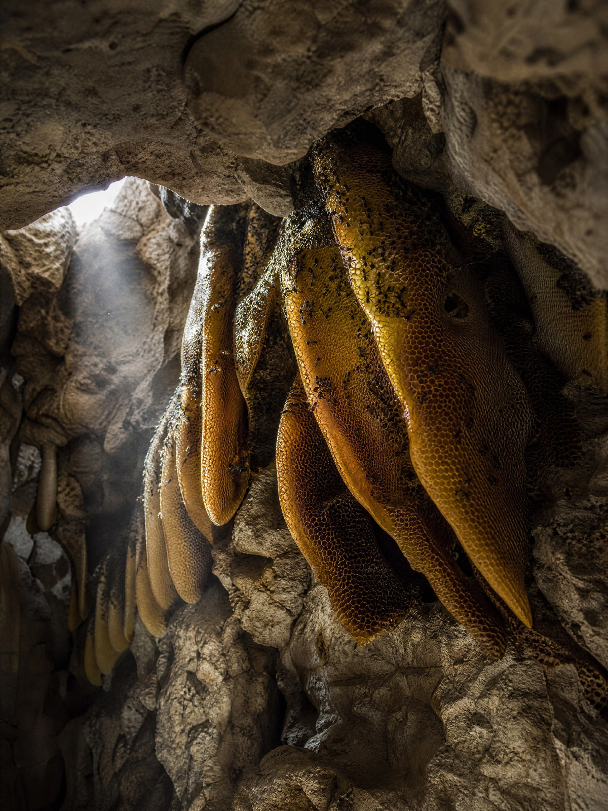 Lal Anatolia · lal cave comb 3