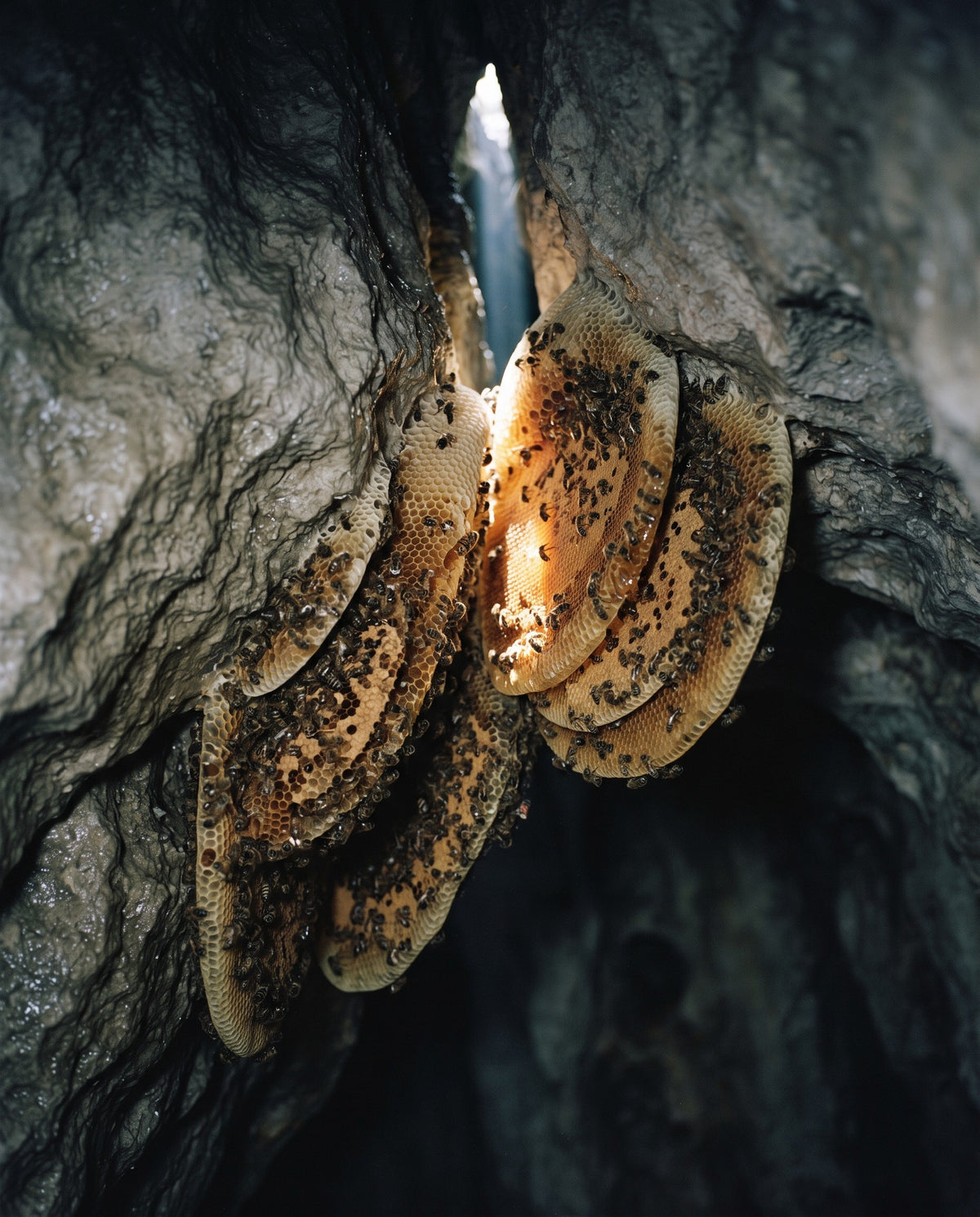 Cave Honey · Lal Anatolia