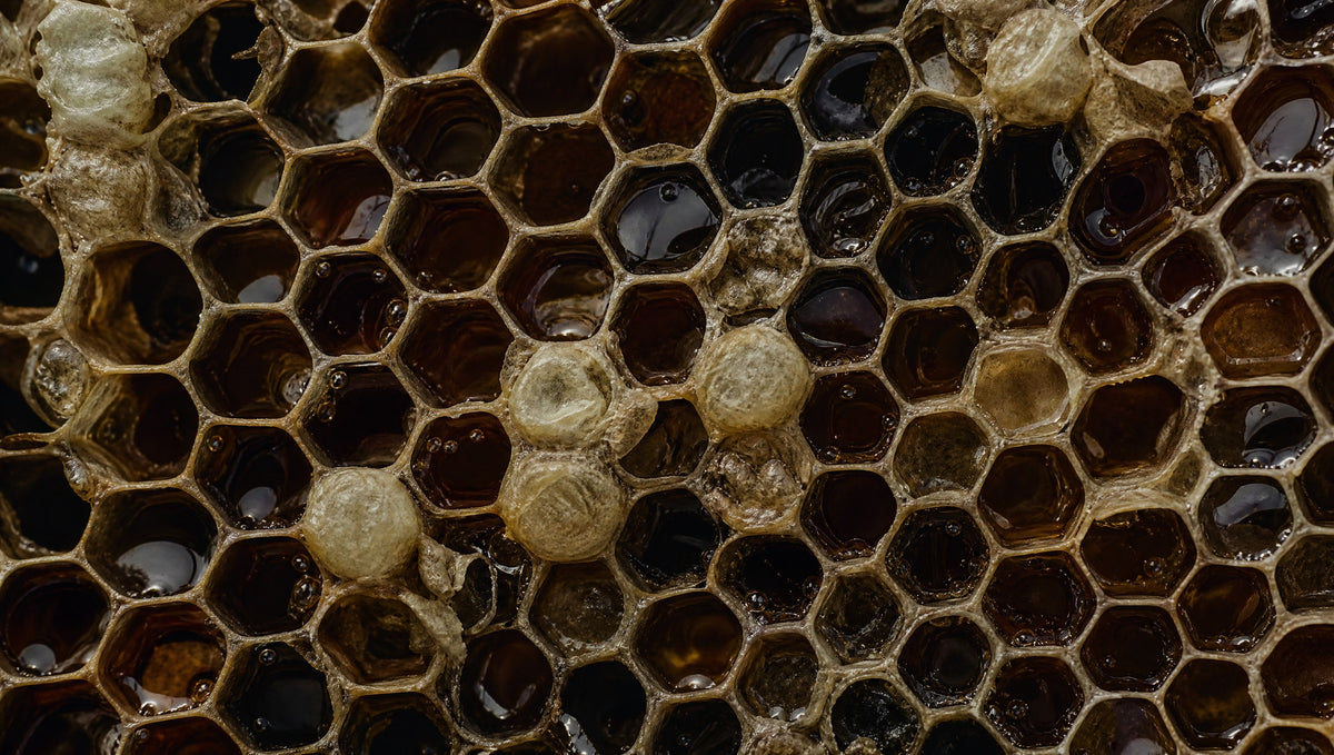 Lal Anatolia · lal comb texture