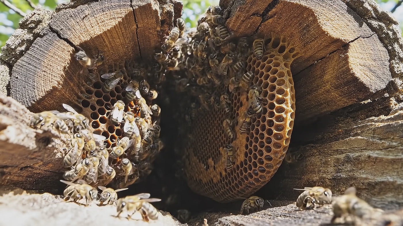 Lal Anatolia · doc_v_bees_hollow